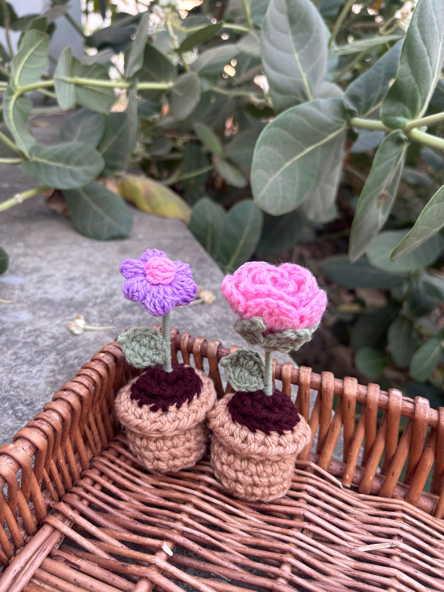 Set of 2 minis