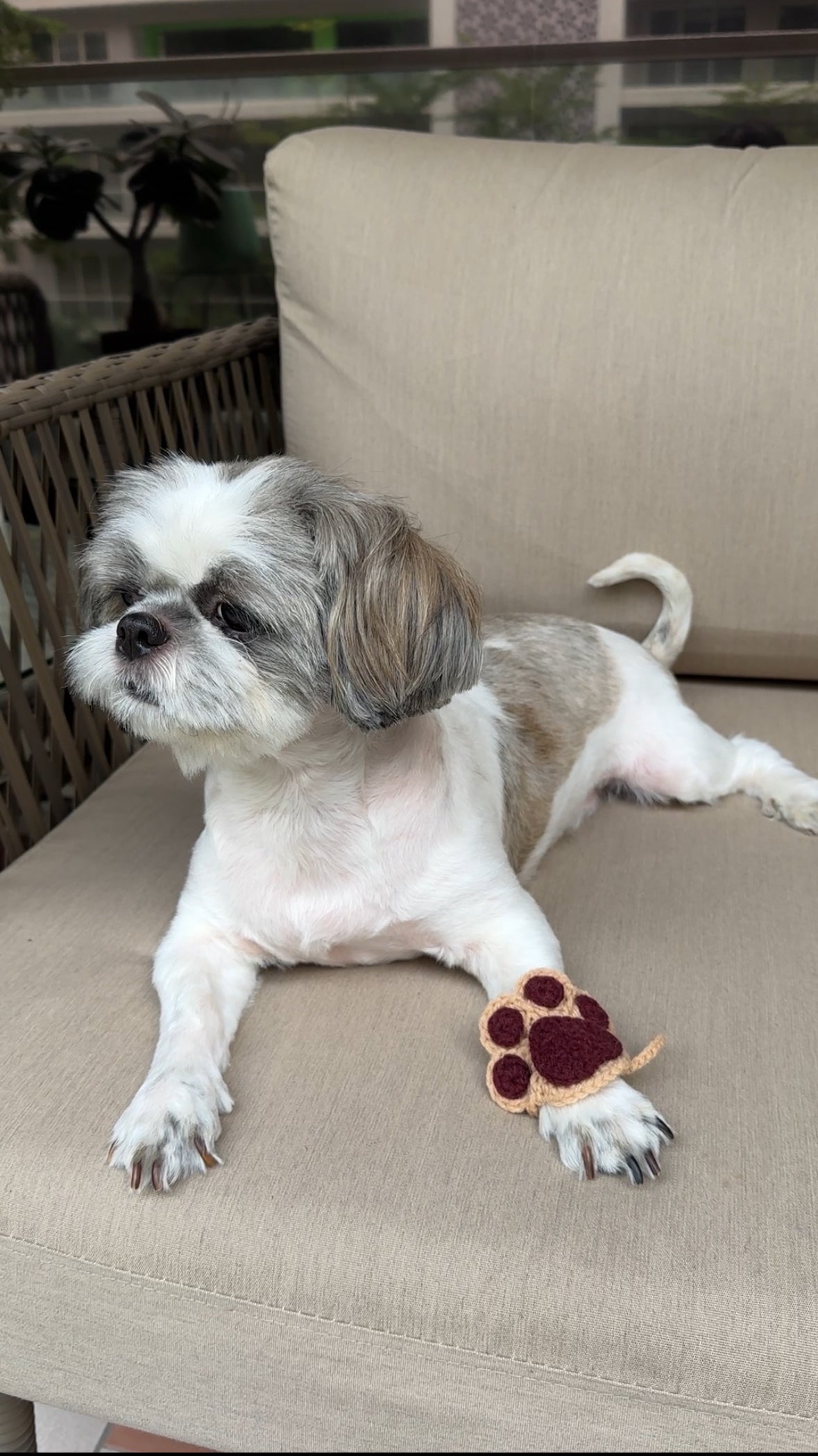 Pawfect Rakhis ๐พ