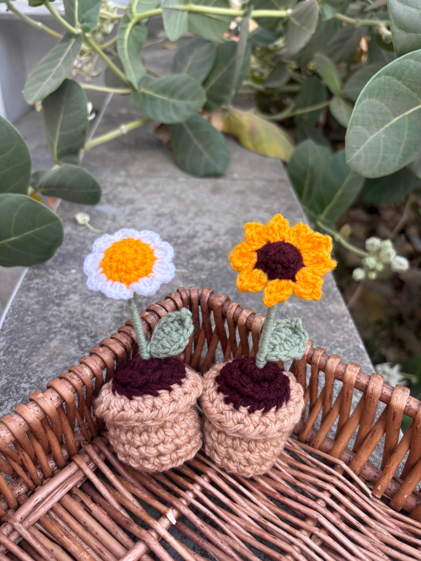 Set of 2 minis